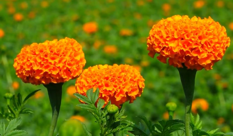 Godkhali Flower Garden-ফুলের রাজ্য গদখালীতে আপনাকে স্বাগতম